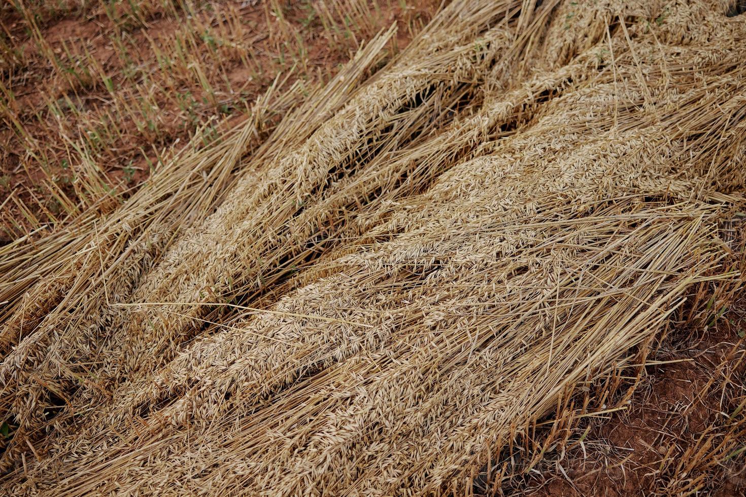 field nature cultivation rye landscape countryside organic photo