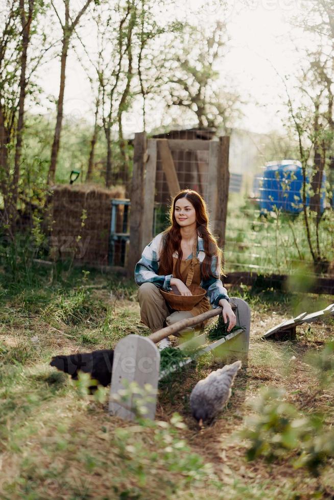 A woman works on a farm and feeds her chickens healthy food, putting young, organic grass in their feeders to feed them photo