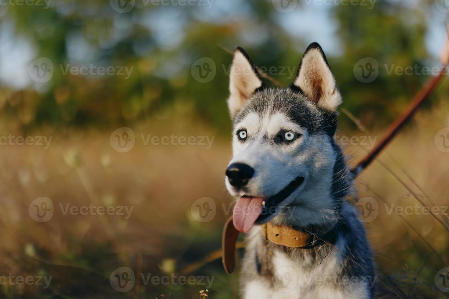 retrato de un fornido perro en naturaleza en el otoño césped con su lengua pega fuera desde fatiga dentro el puesta de sol felicidad perro foto