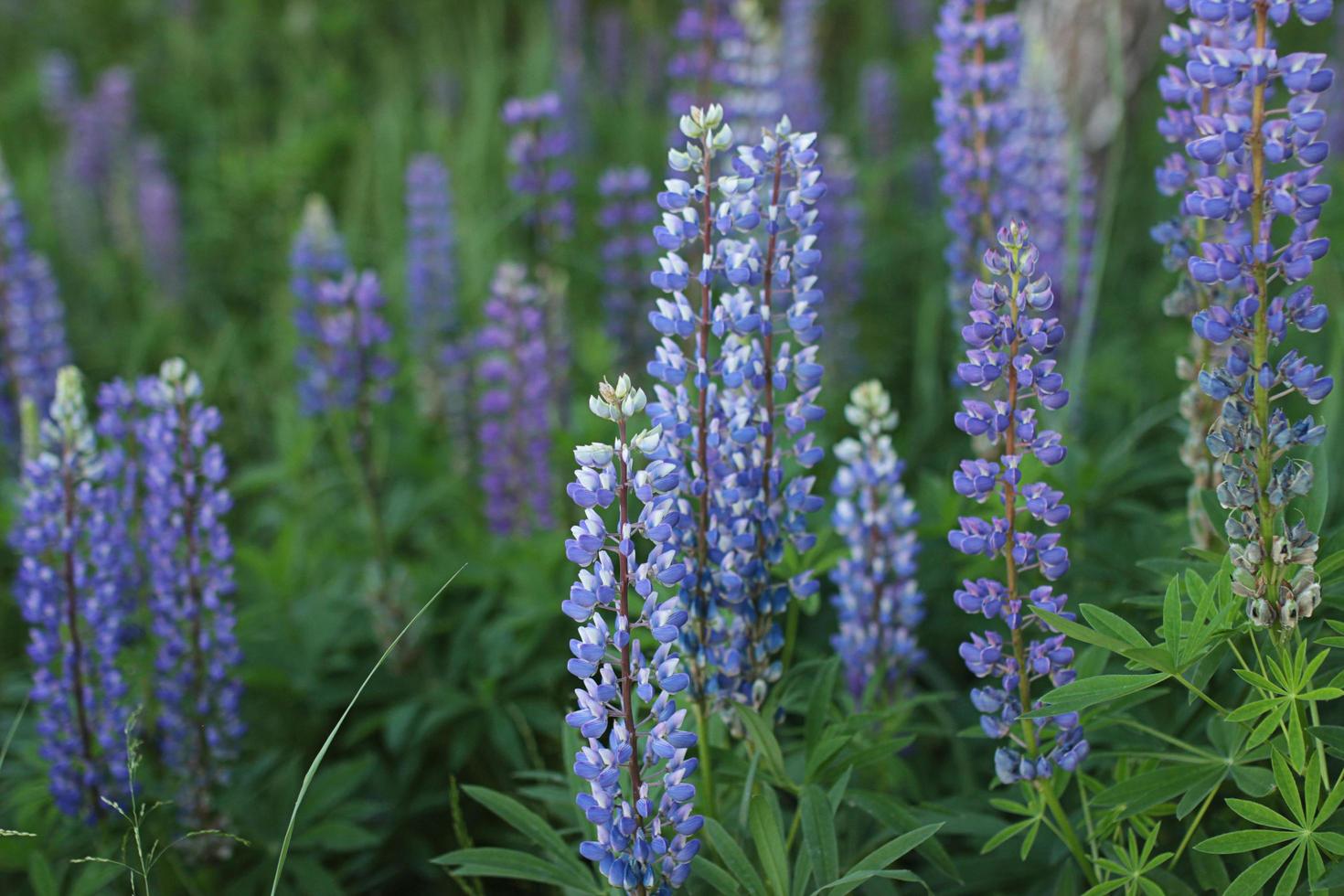 Blooming lupine. Background image or postcard with purple flowers. Earlier summer outside the city photo