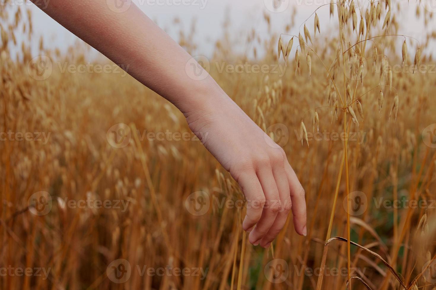 human hand wheat fields agriculture harvesting nature photo