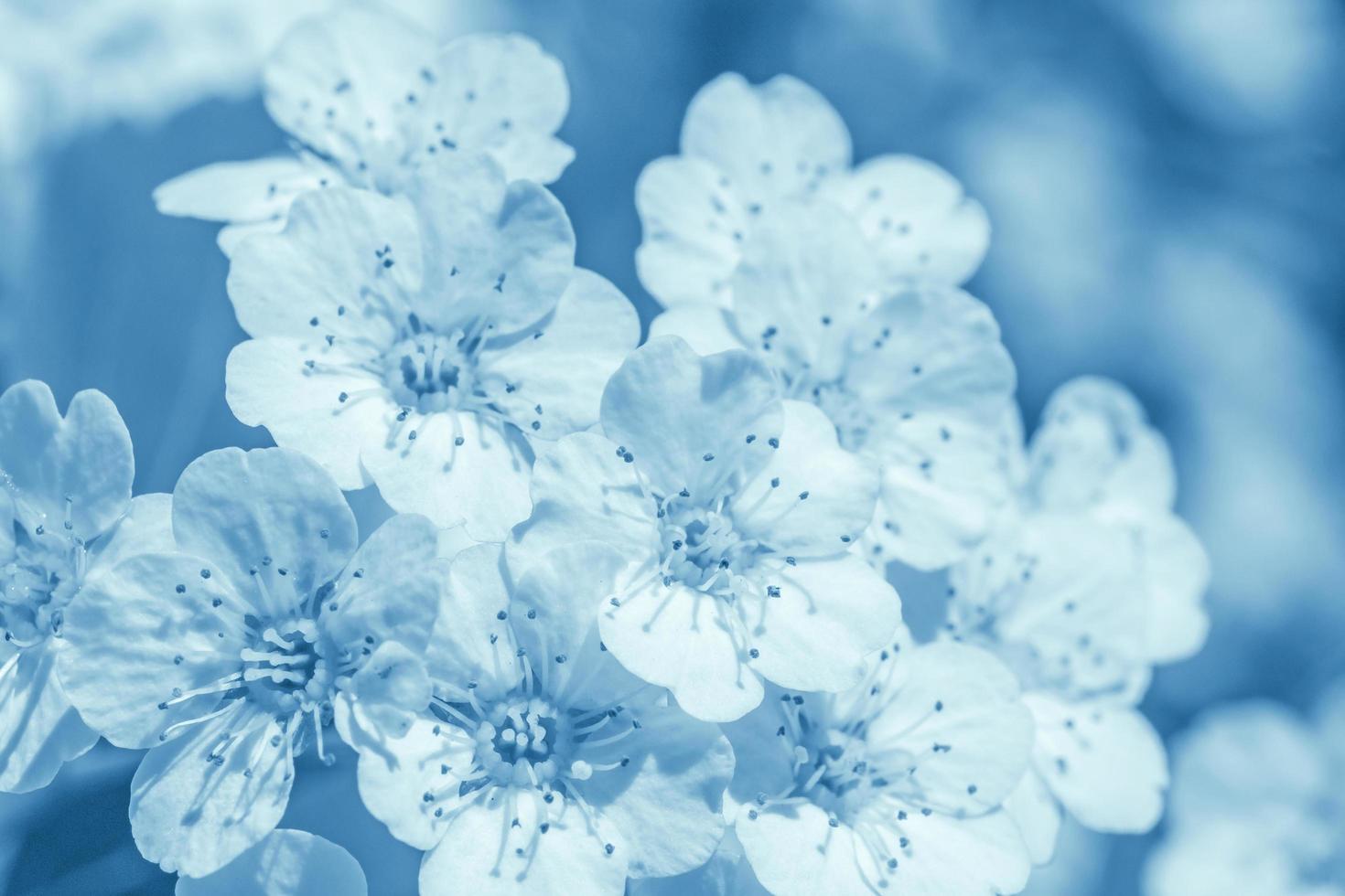 white blossom on tree at spring photo