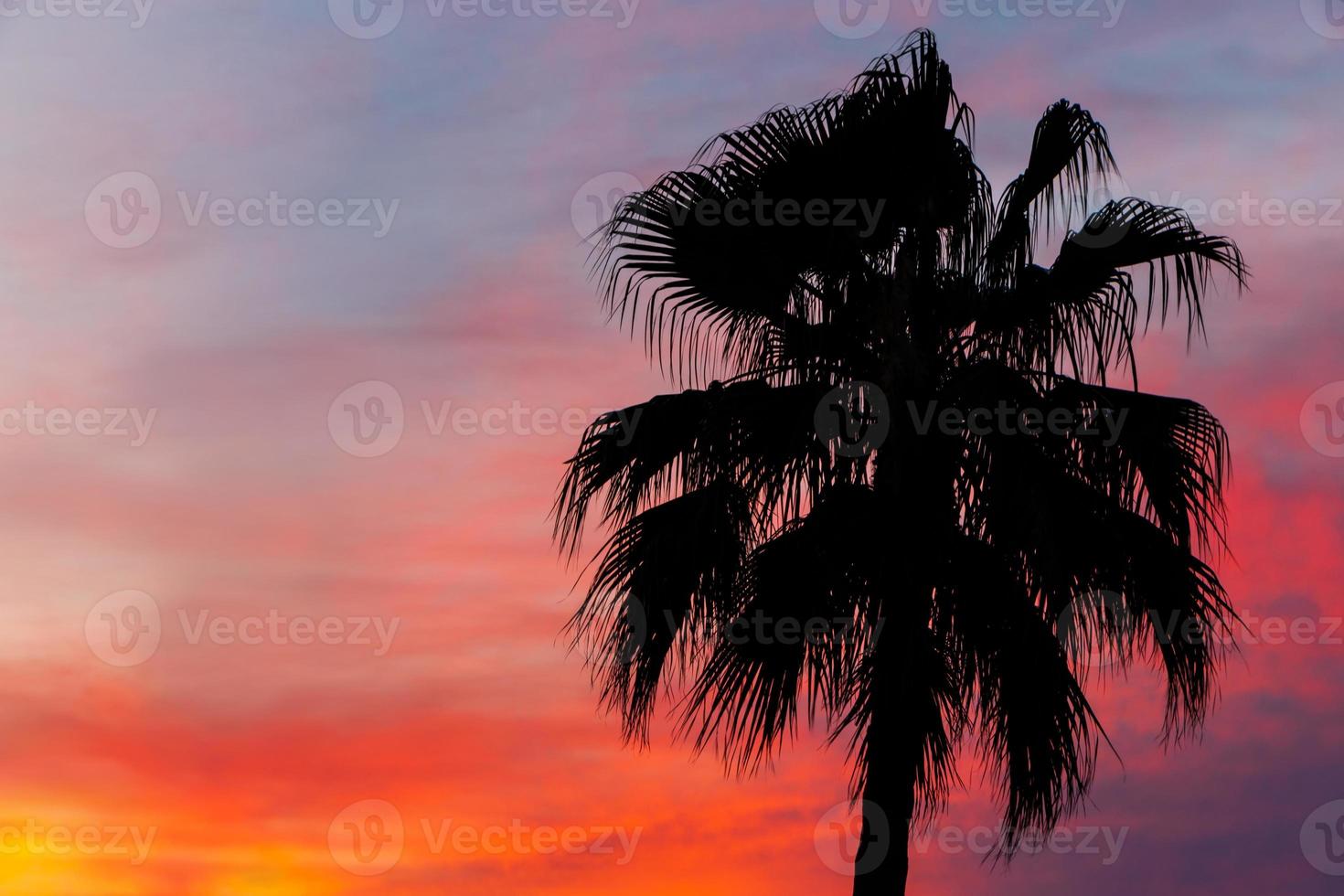 silhouette of palm tree in Nice at sunrise photo