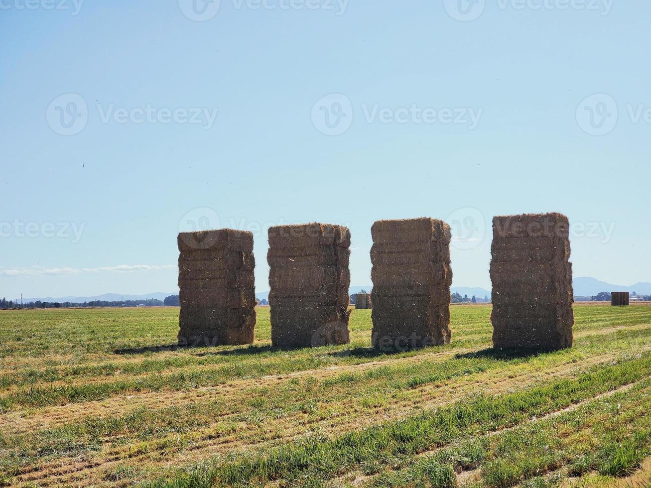 grande pilas de heno en un agricultura campo foto