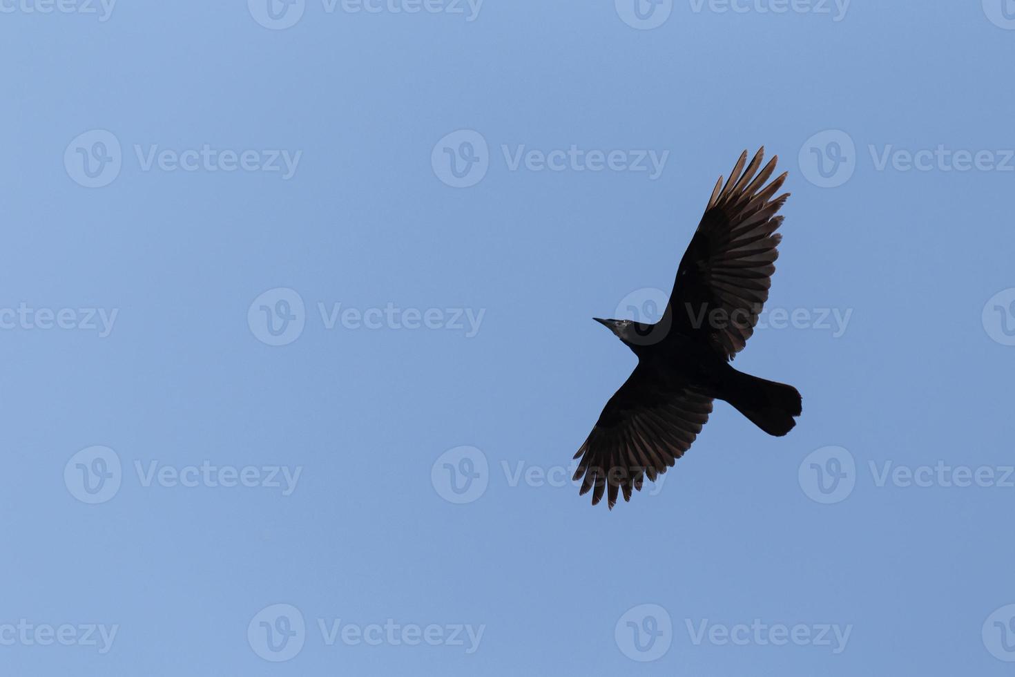 rook flying in a blue sky photo