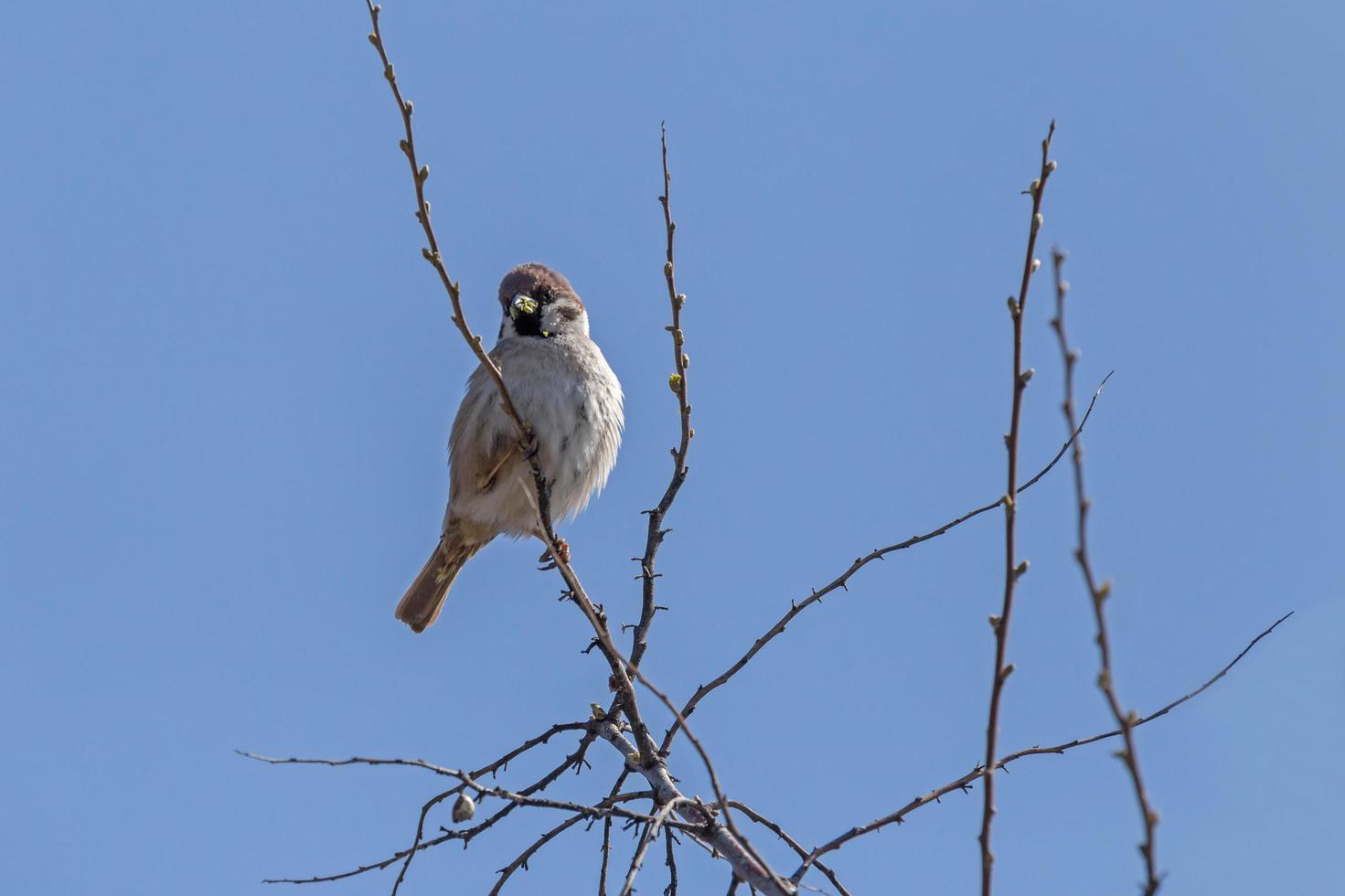 sparrow sitting on branch of bush against blue sky photo