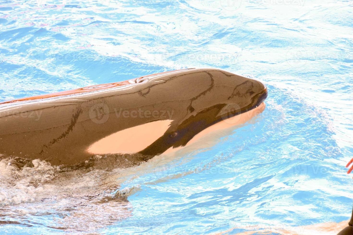 Orca whale in the aquarium photo