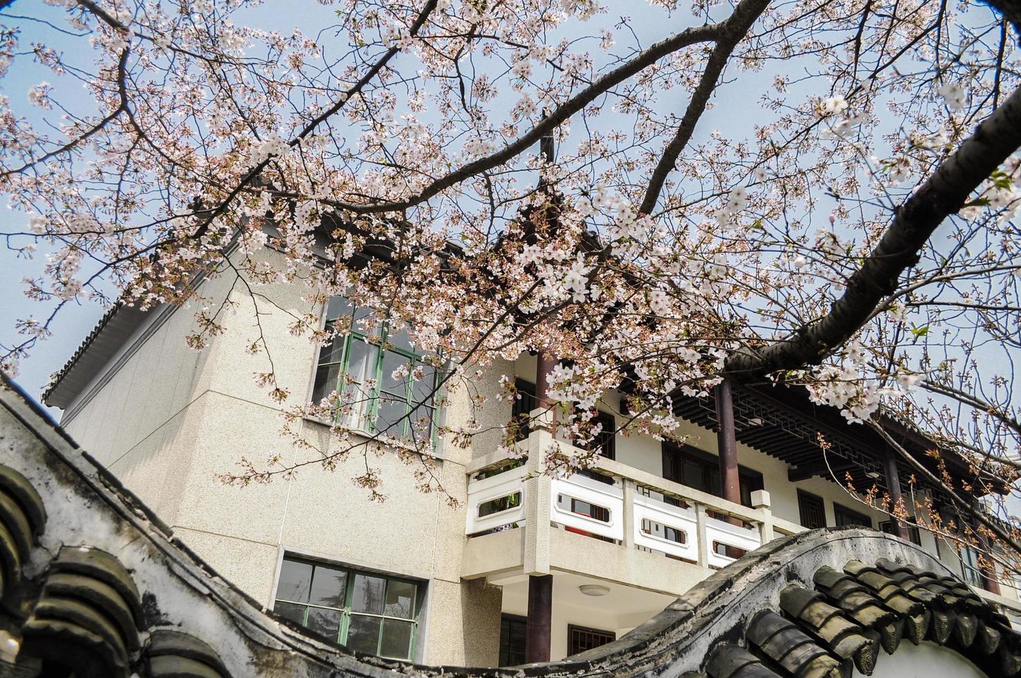 Cereza florecer y este asiático edificio foto