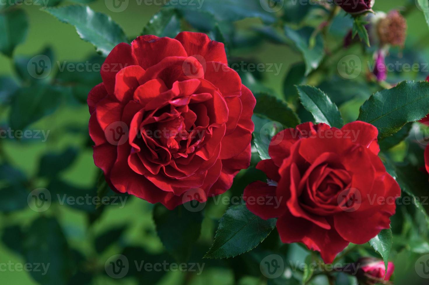 Red roses in bloom, Lady Ryder of Warsaw modern shrub bred by Harkness