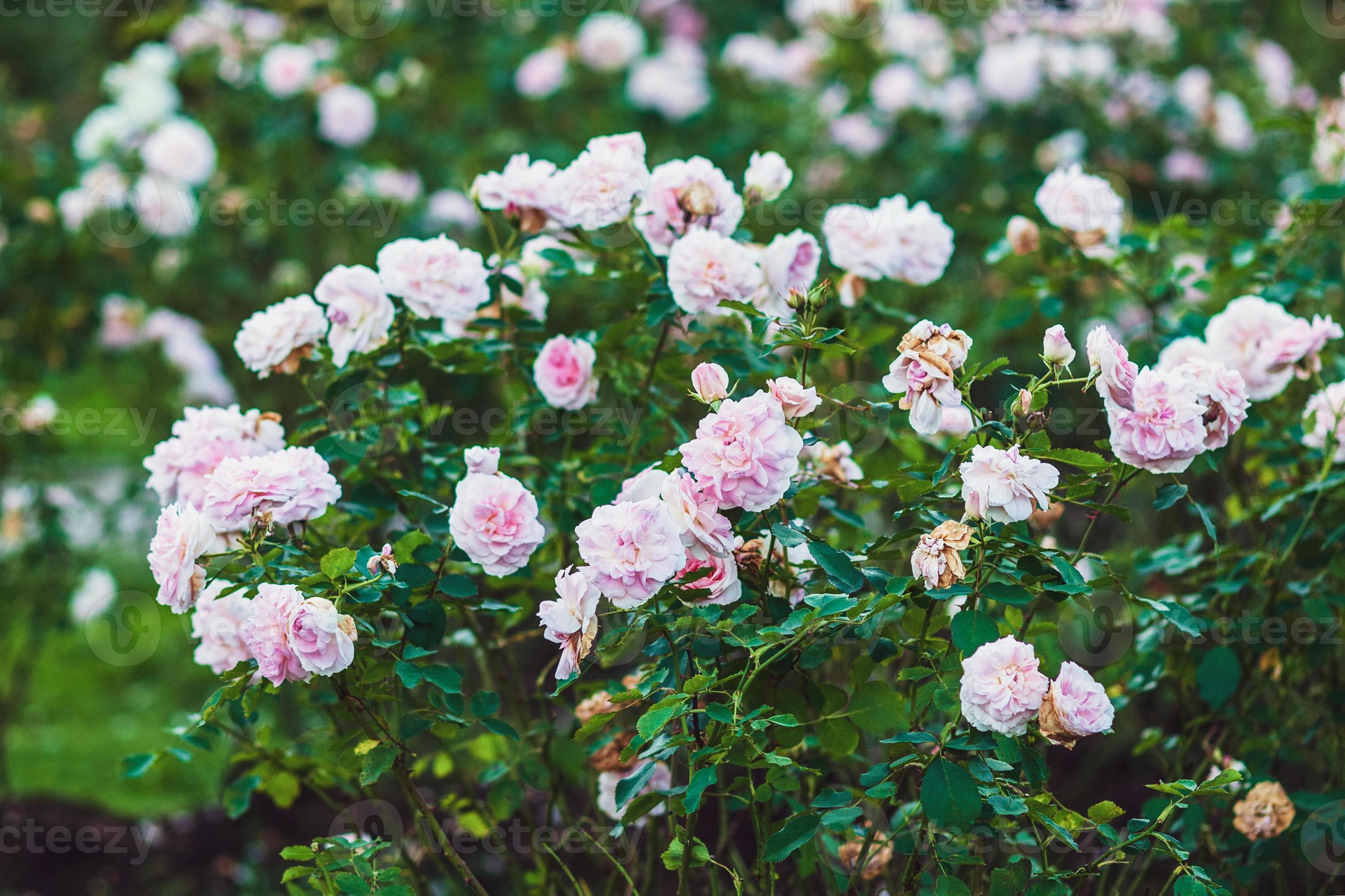 Morden Blush  Rosa Shrub 