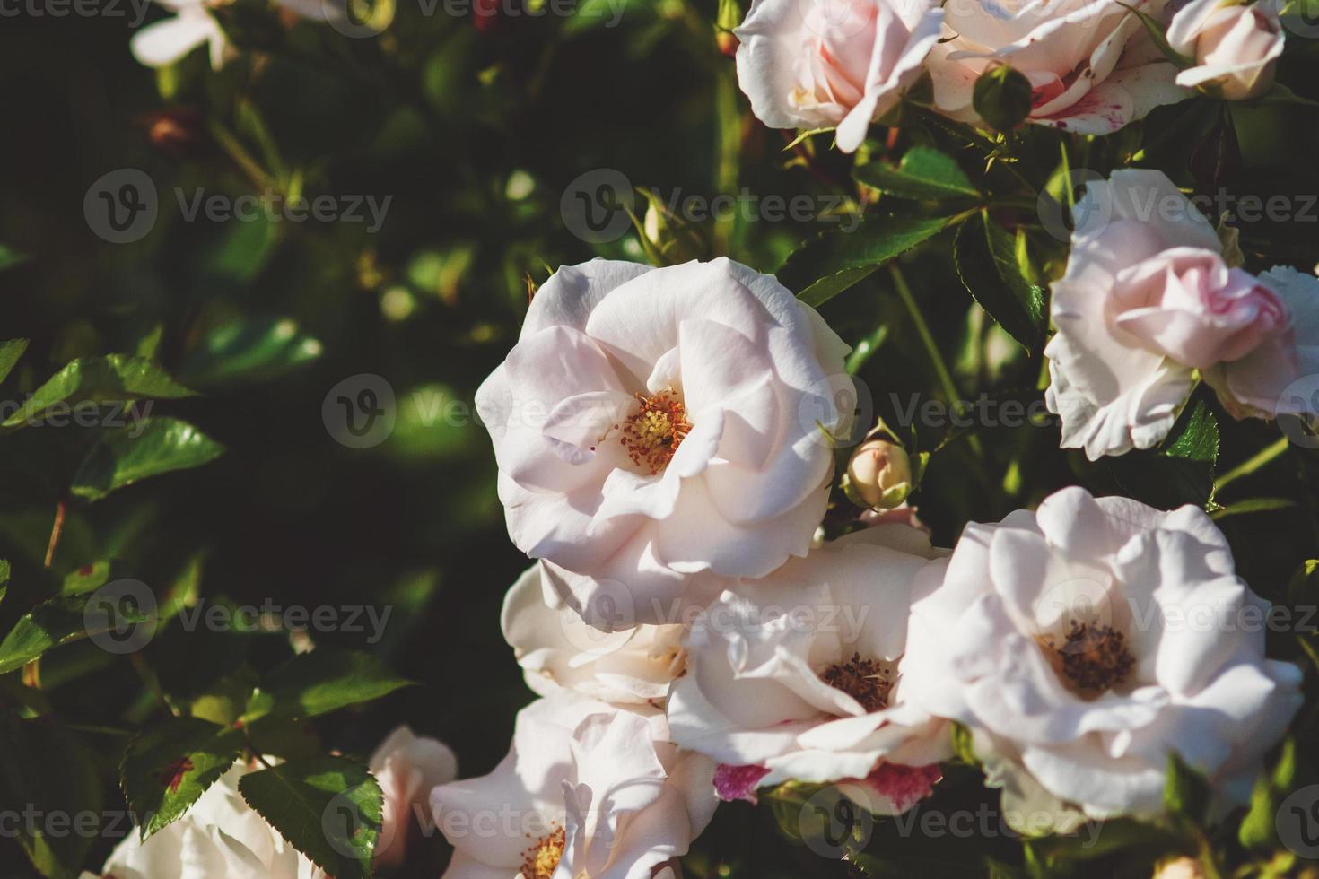 Aspirin Floribunda Rose blooming in summer garden photo