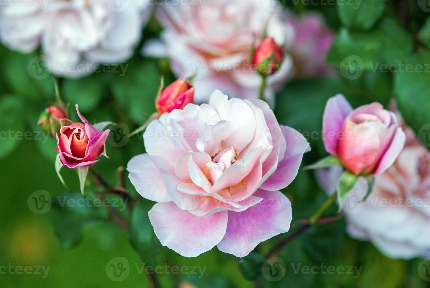 distante tambores - rosado floribunda rosas floración en el jardín foto