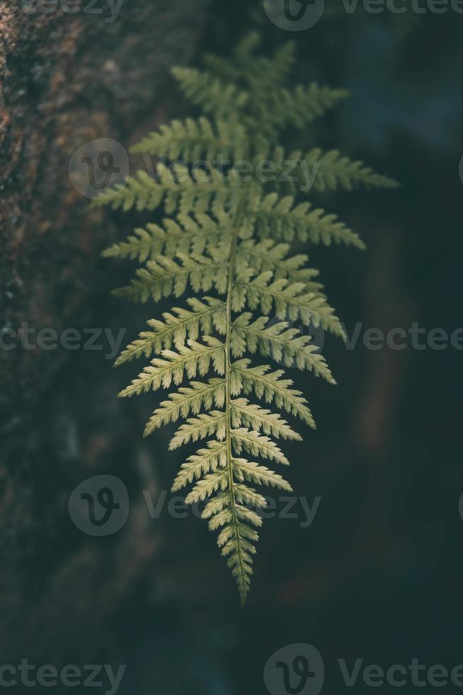 green fern leaf on a dark background close-up photo