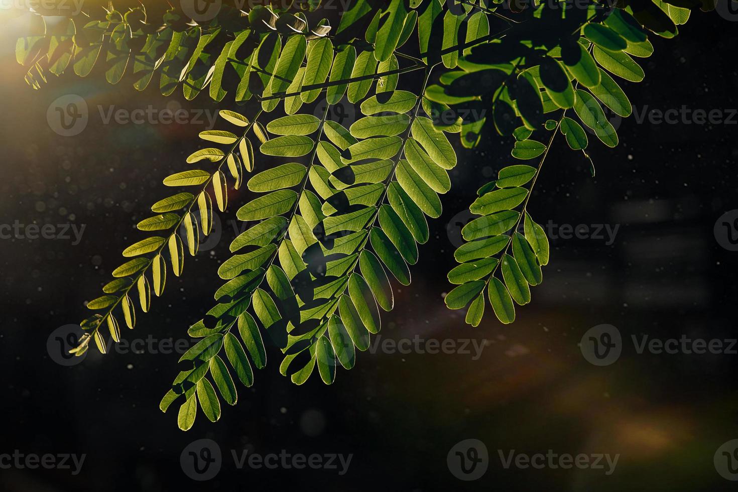 verde hojas de acacia árbol en de cerca en calentar rayos de sol natural antecedentes foto