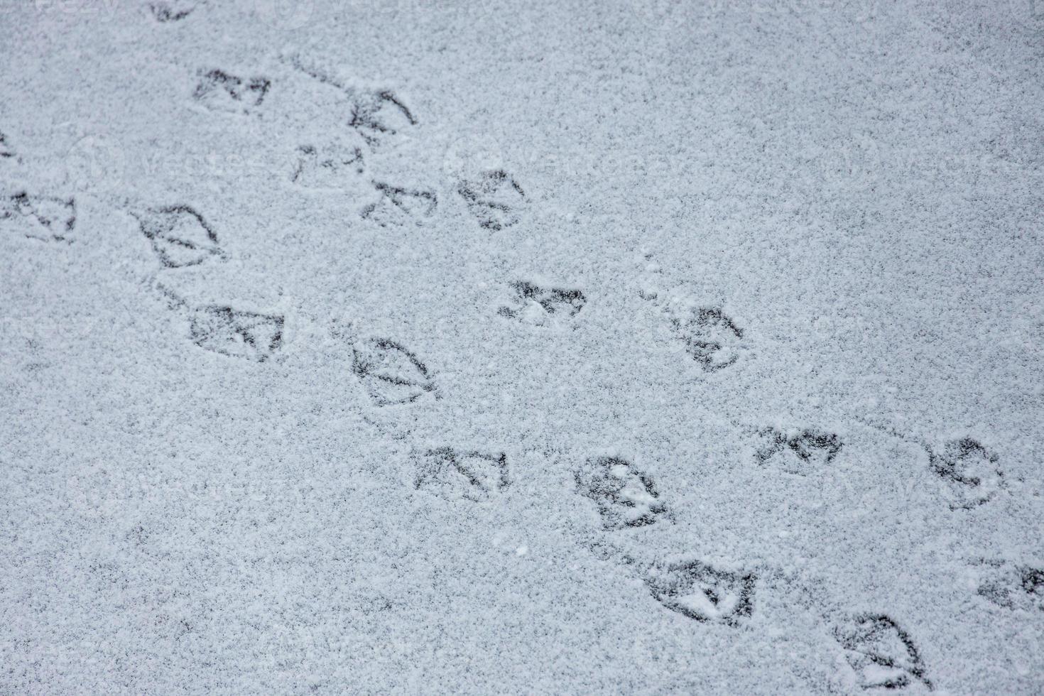 traces of duck legs in the snow on the frozen water natural background photo