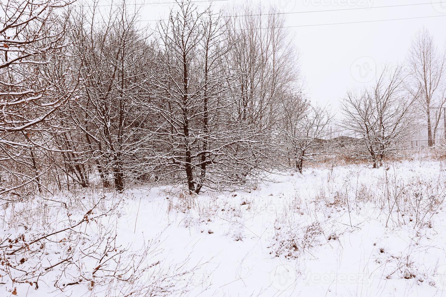 invierno natural paisaje con cubierto de nieve arboles en el bosque y un estrecho camino foto
