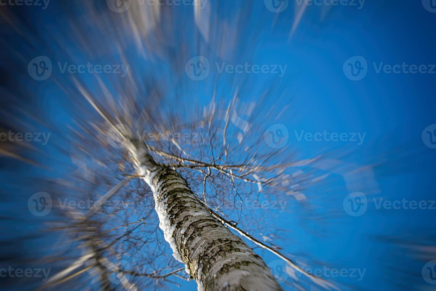 white birch trees without leaves against the background of a smooth cloudless winter sky photo
