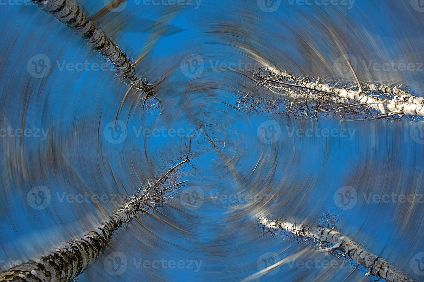 white birch trees without leaves against the background of a smooth cloudless winter sky photo