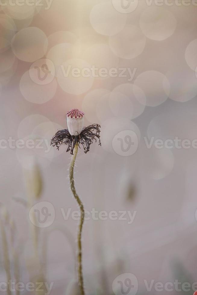 close-up r ed poppy in a spring meadow on a pastel background photo