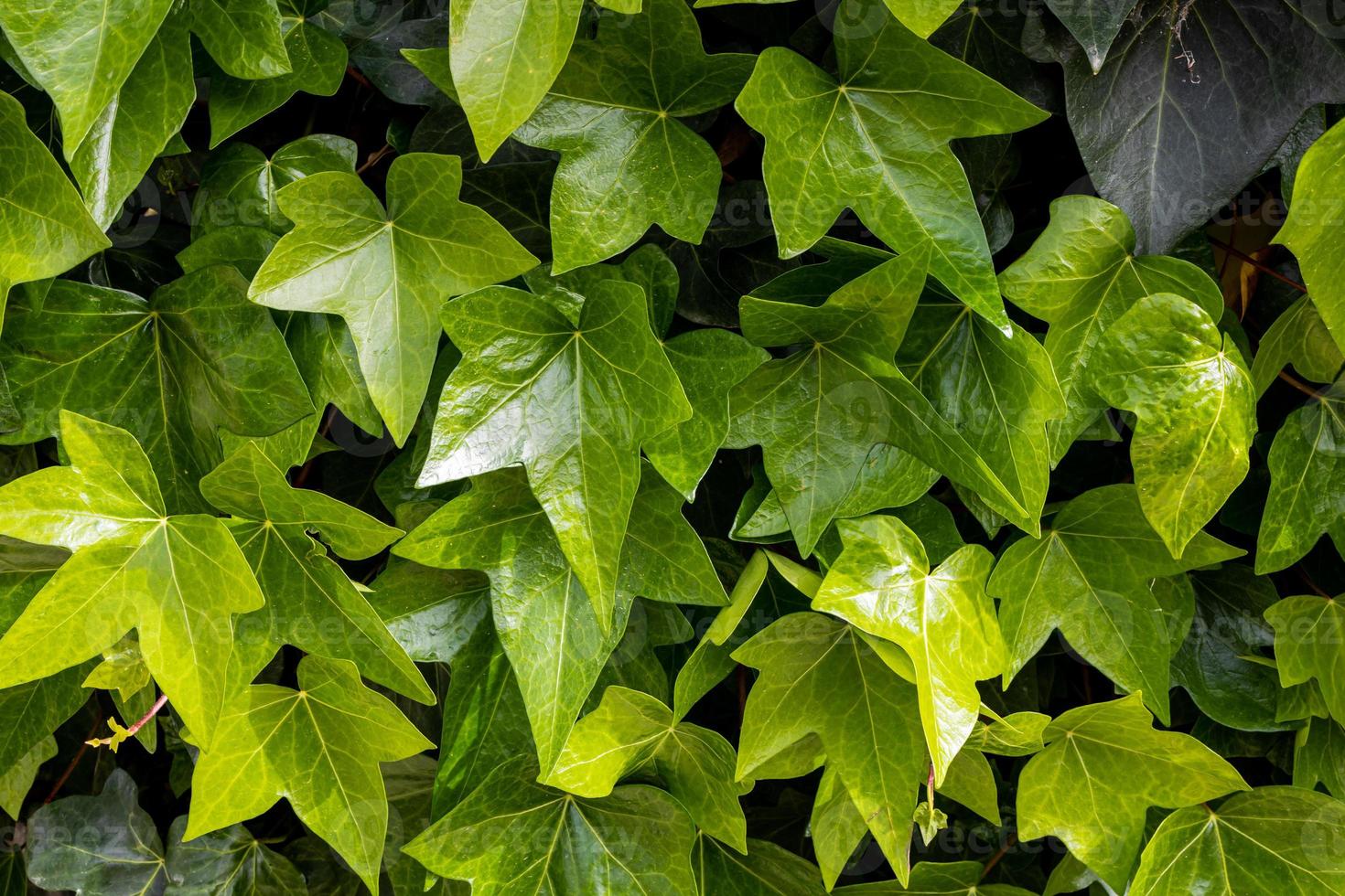 natural green background with creeper outdoors close-up photo