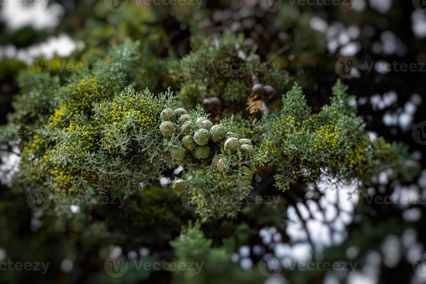 green cypress tree forming a backdrop on a summer day in Spain photo