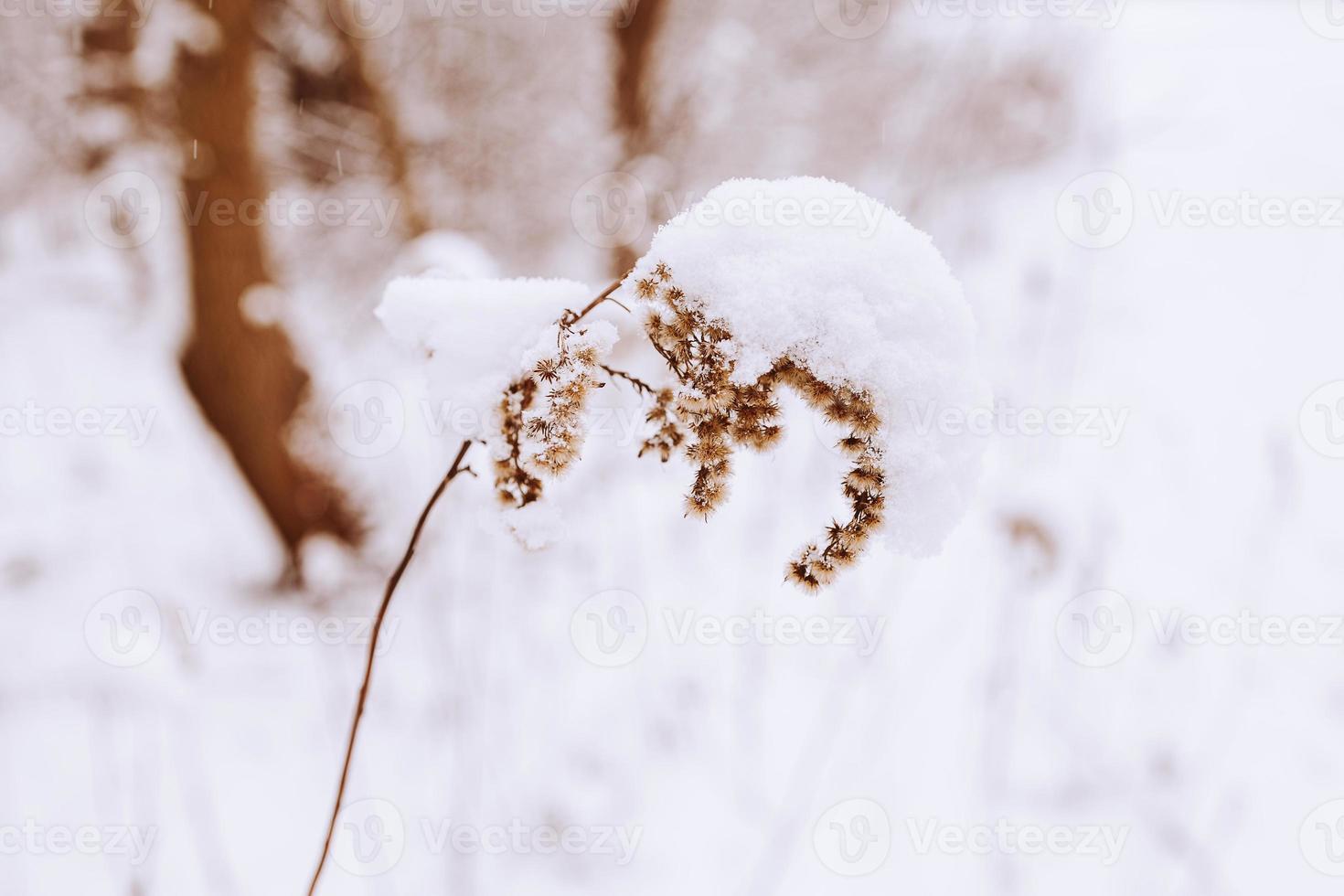 old withered field flower in winter snowy day in the meadow in closeup photo