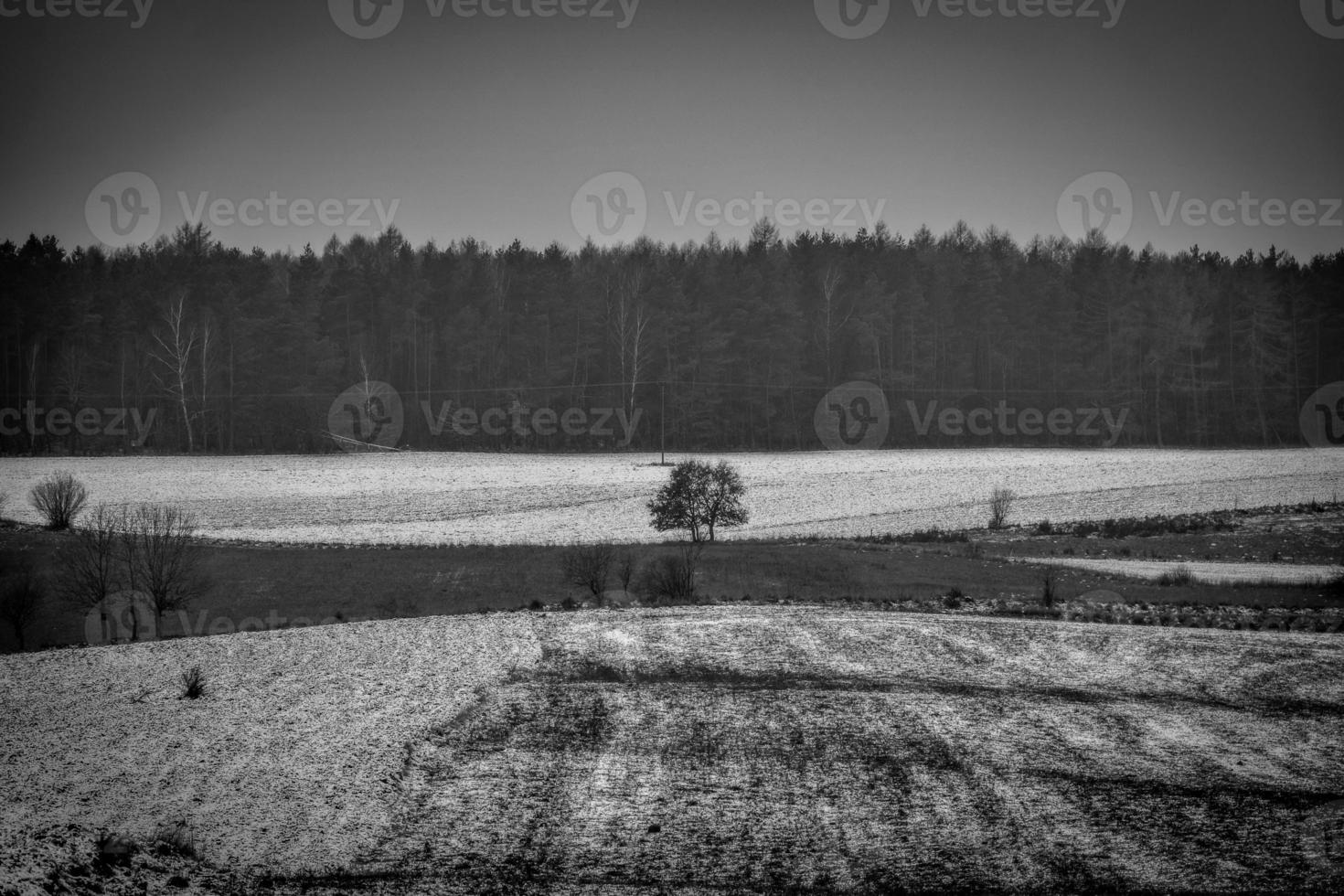winter agricultural landscape with snow on a cloudy day in Poland photo