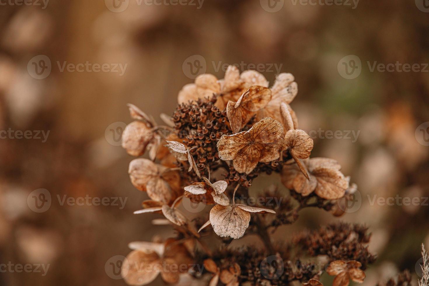 brown withered ornamental flowers in the garden on a cool autumn day photo