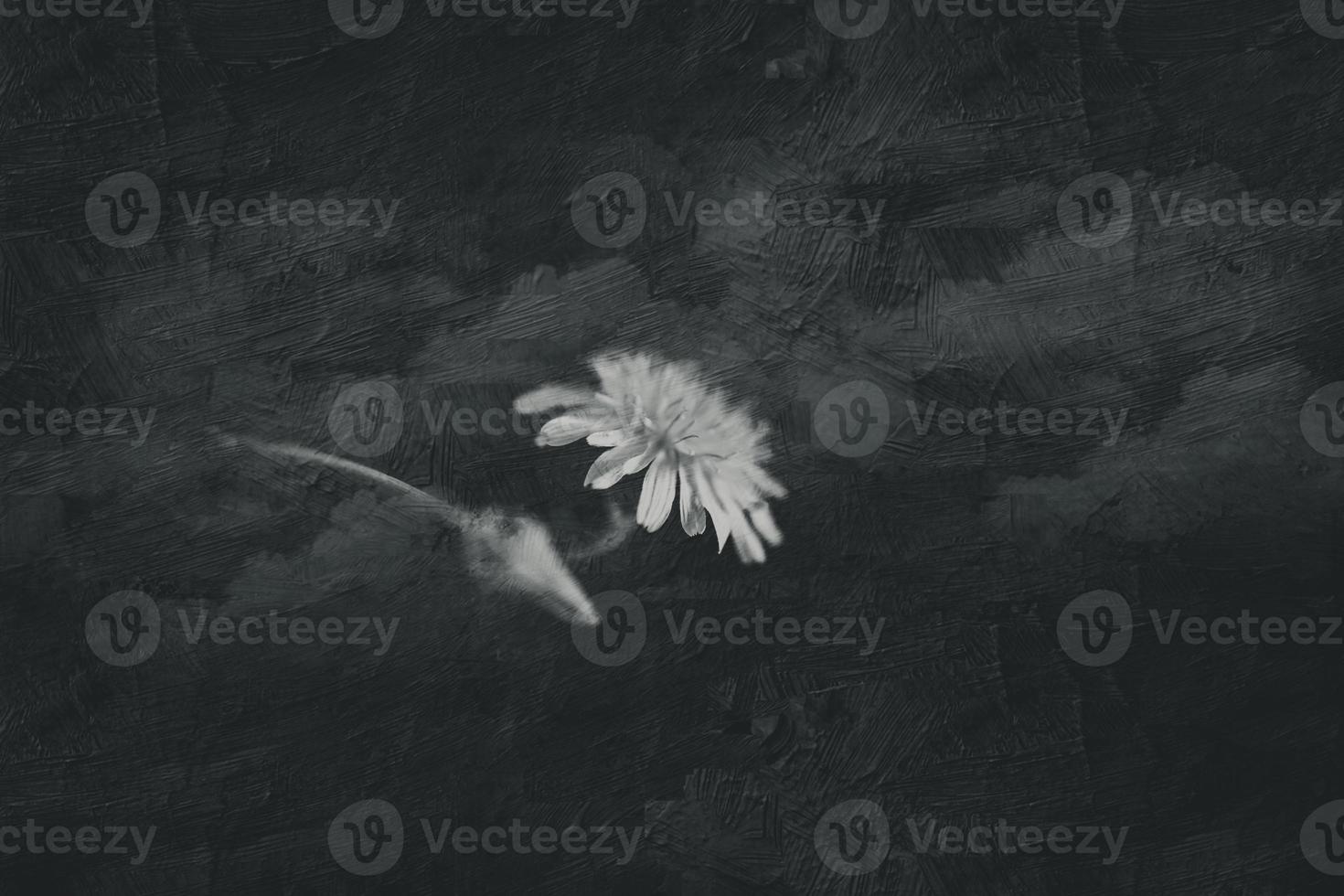 wild yellow flower of a dandelion on an interesting background photo