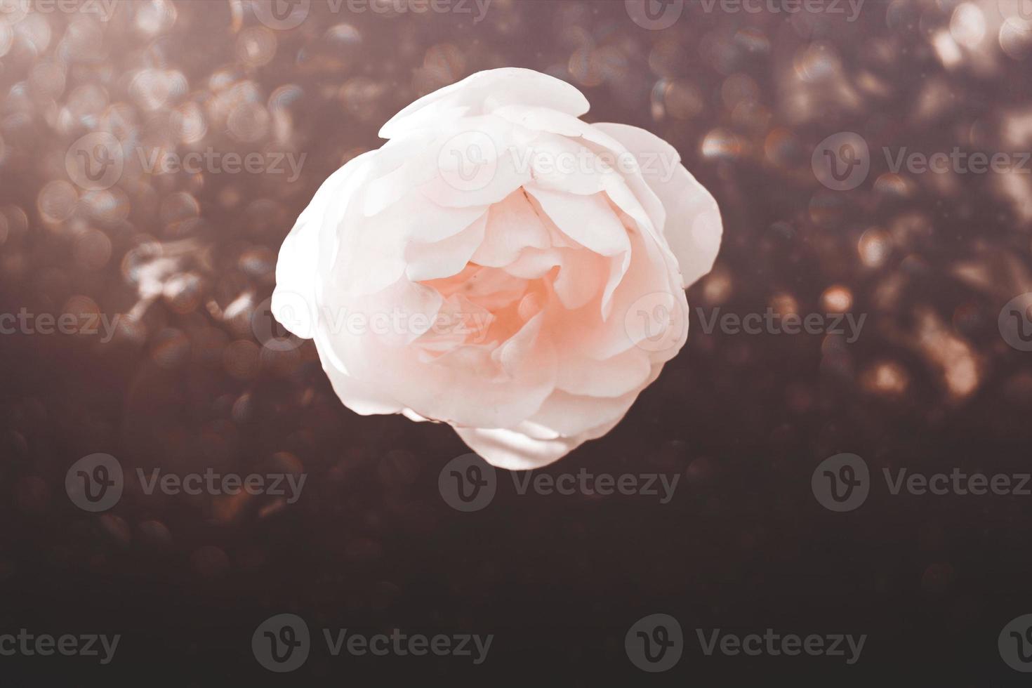 white rose in warm autumn sun in closeup and bokeh photo