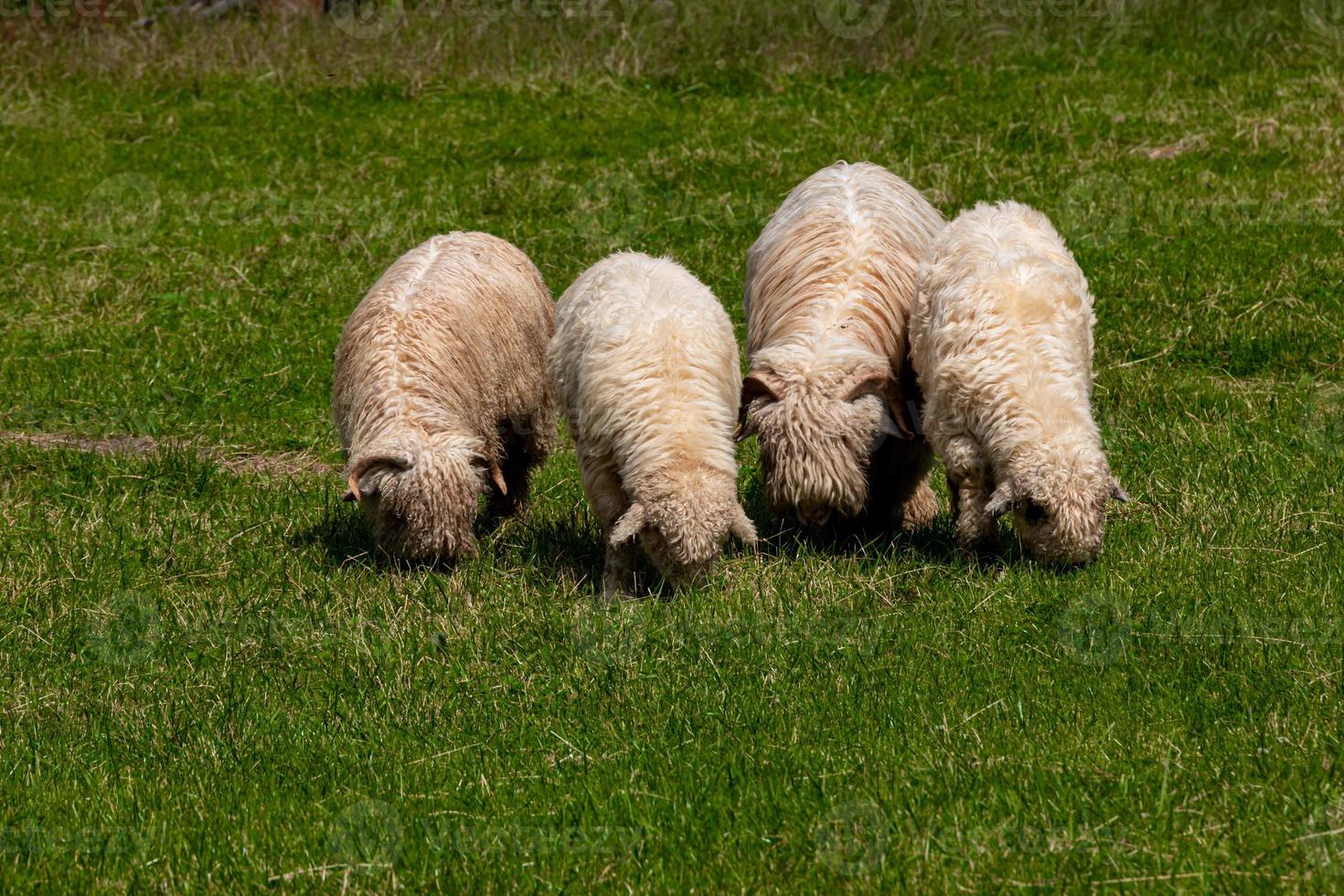 sheep grazing on a green meadow in the Polish Tatra Mountains on a warm summer day photo