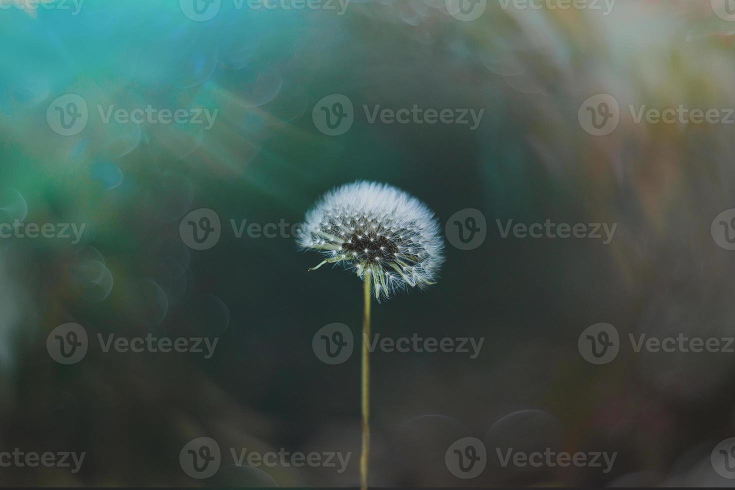 white dandelion in the meadow over green background photo