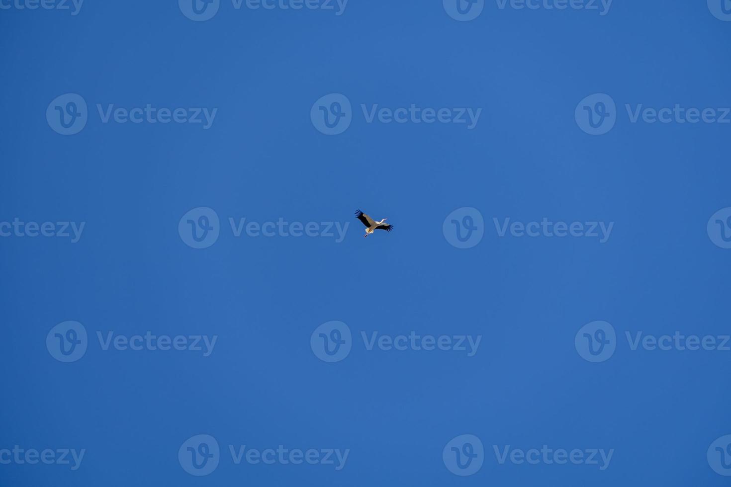 stork bird in flight against a blue cloudless sky background photo