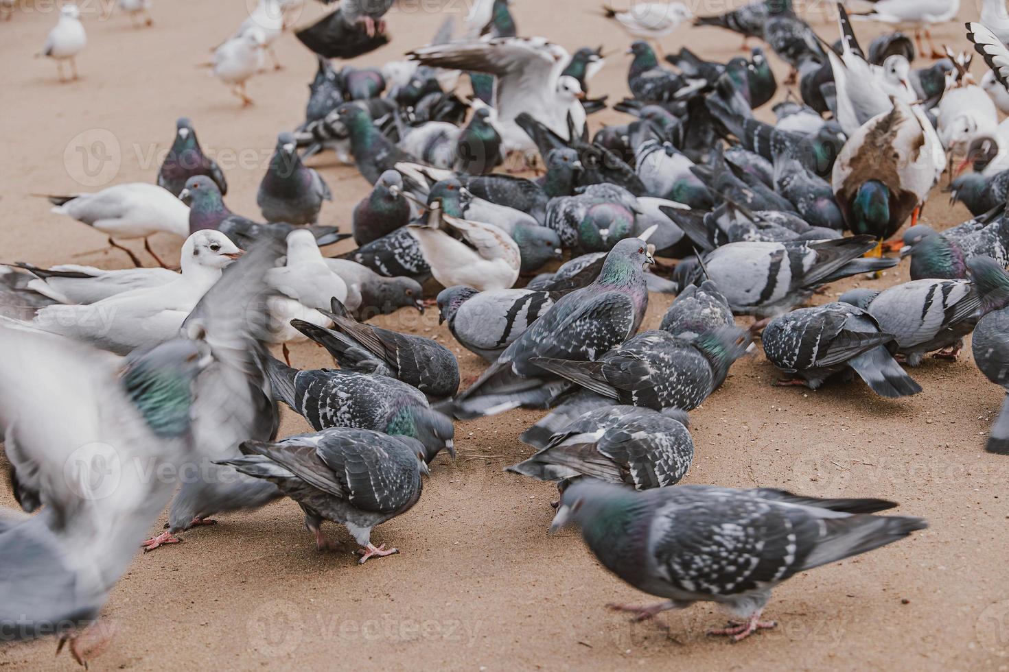 birds, pigeons and terns during winter feeding in a park in Poland photo