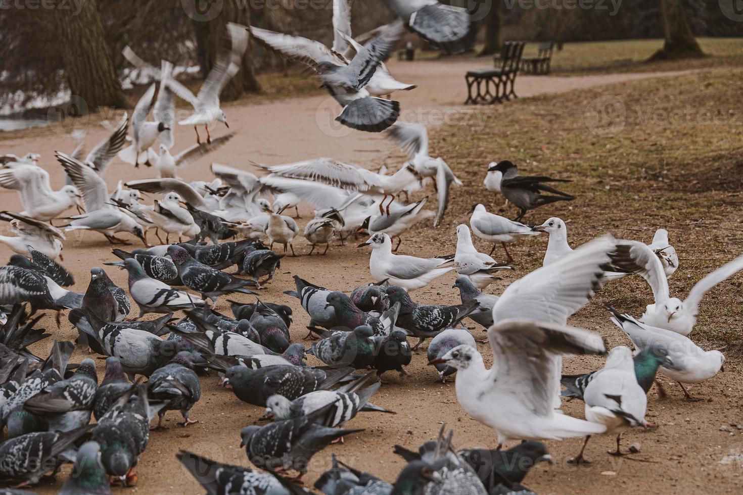 birds, pigeons and terns during winter feeding in a park in Poland photo