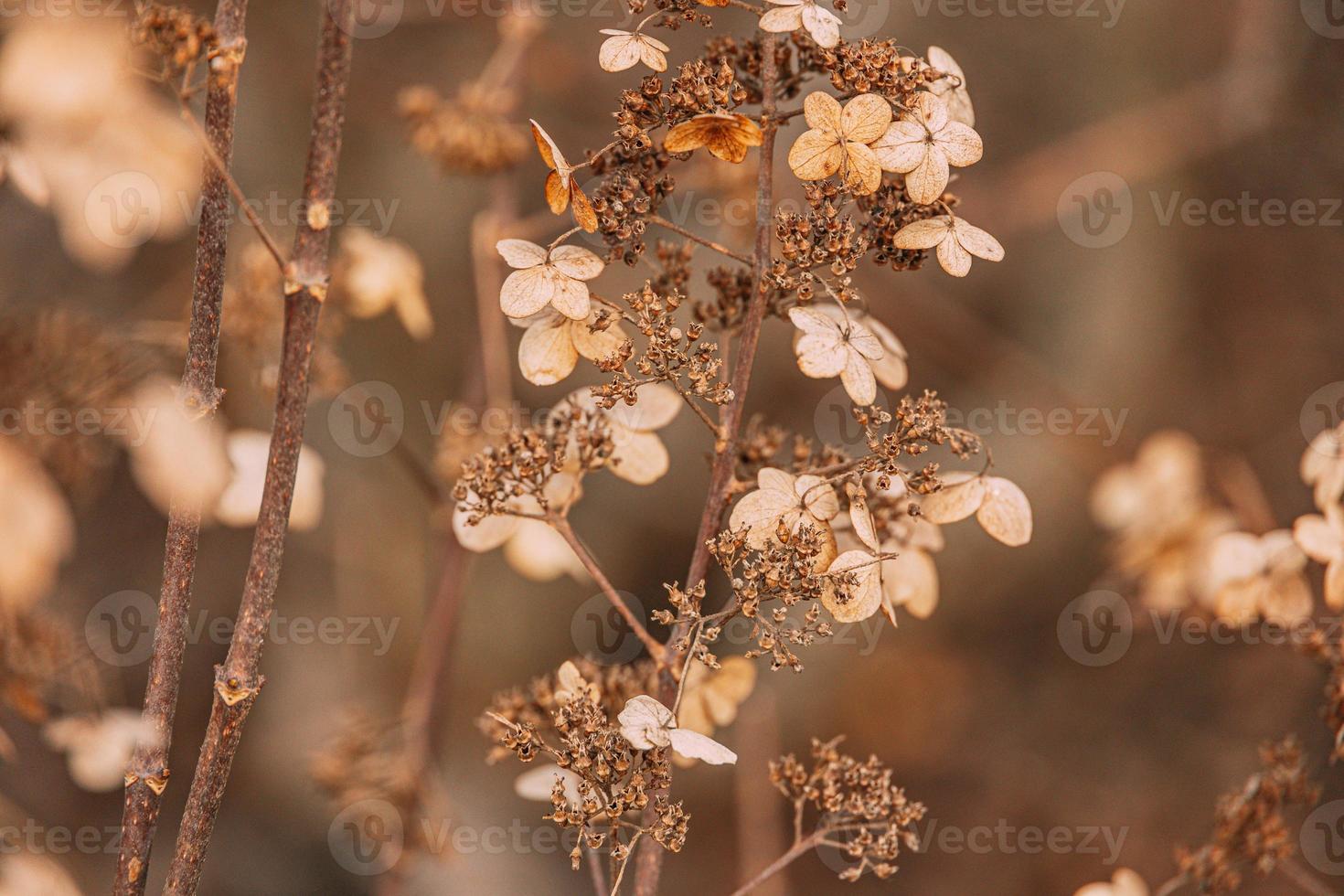 brown withered ornamental flowers in the garden on a cool autumn day photo