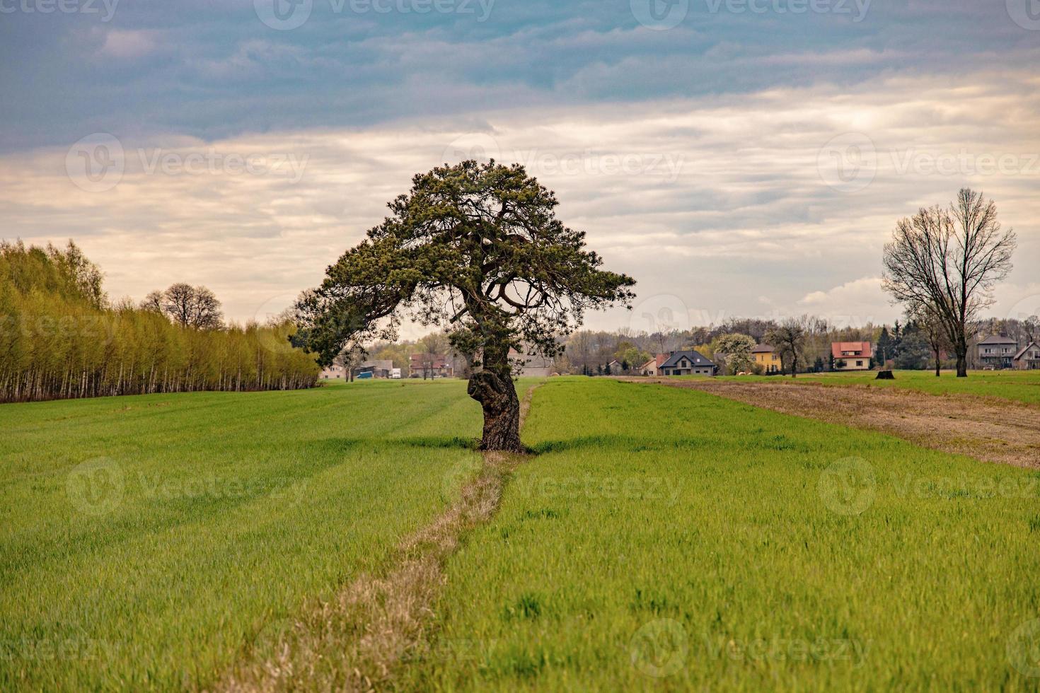 calma primavera paisaje con un solitario árbol creciente en un campo de joven grano en un nublado primavera día foto