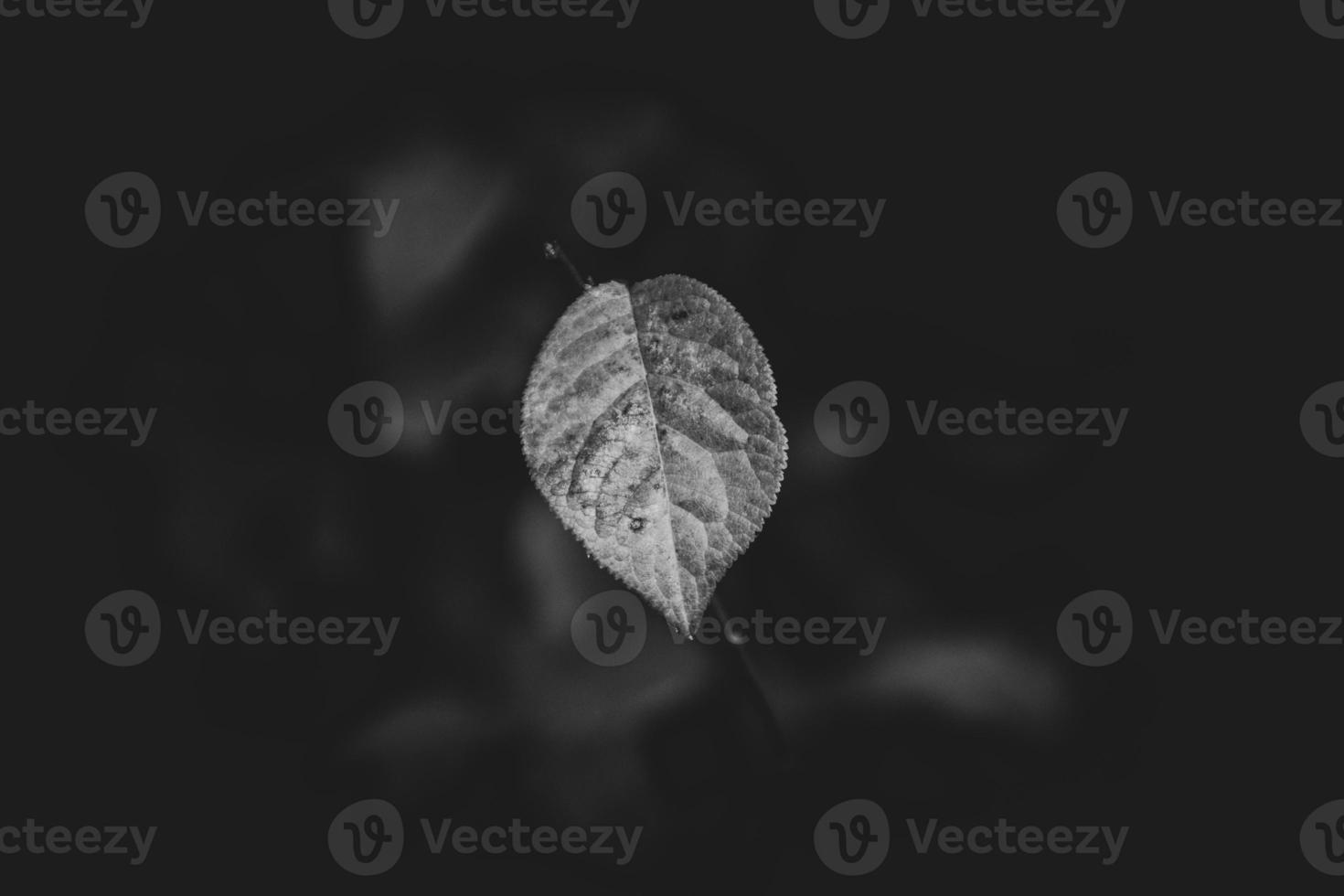 lonely single delicate autumn leaf on a natural background photo