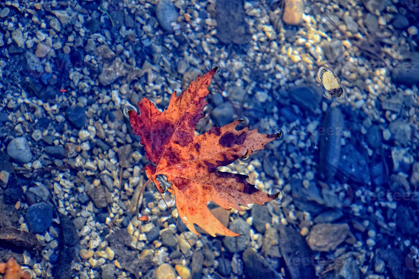 otoño de colores hoja acostado en limpiar frío agua foto