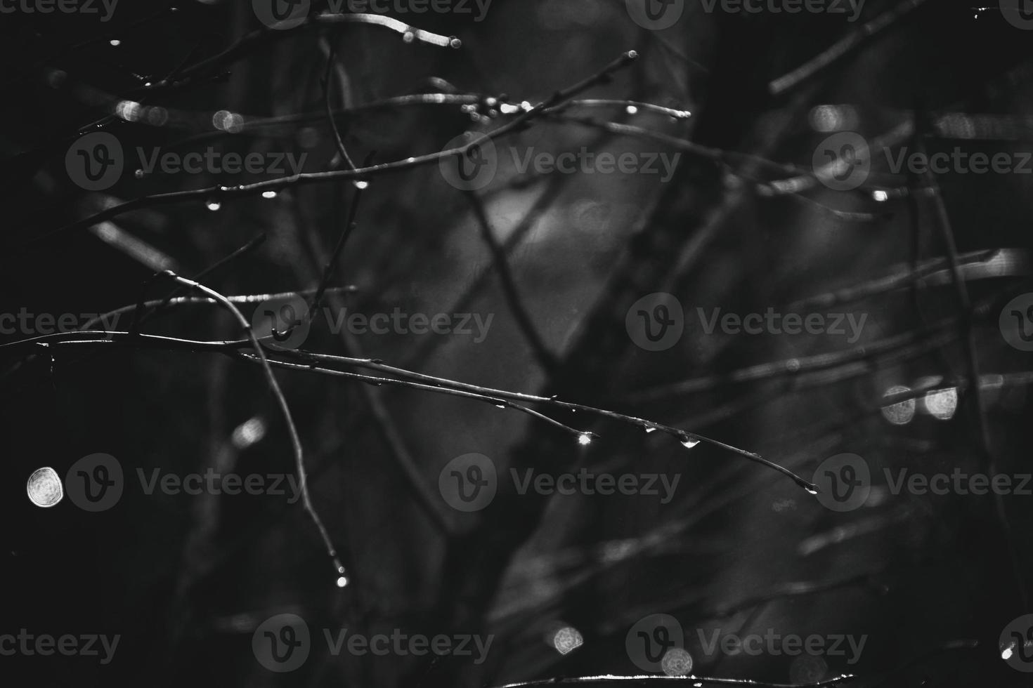 autumn branches of a tree dressed in leaves and raindrops shining in the sun photo