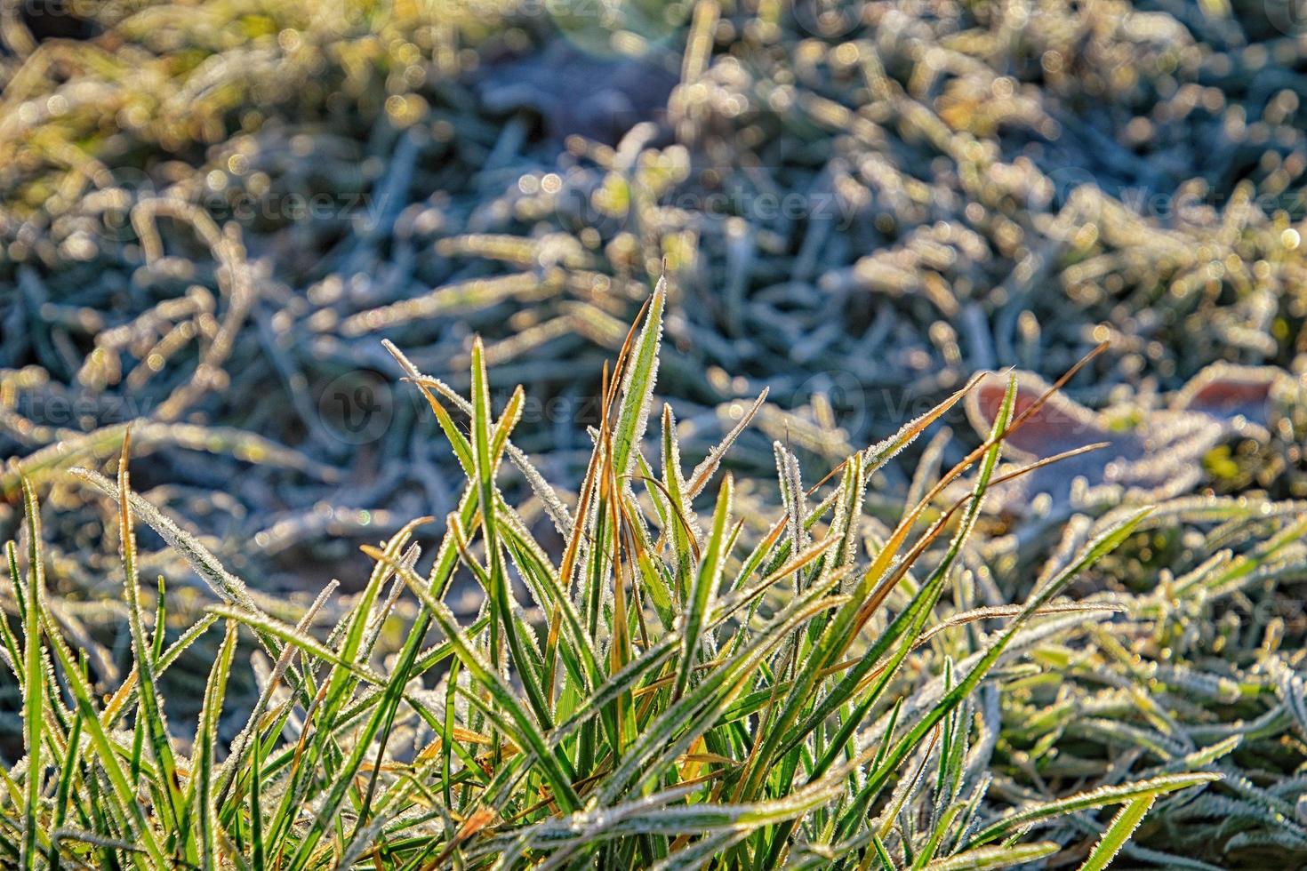 green grass covered with frost in the morning light photo