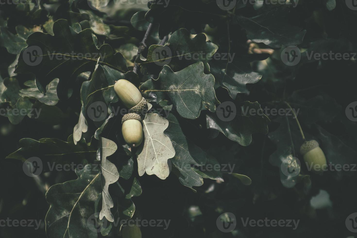 green autumn acorns on the branch of an oak among the leaves photo