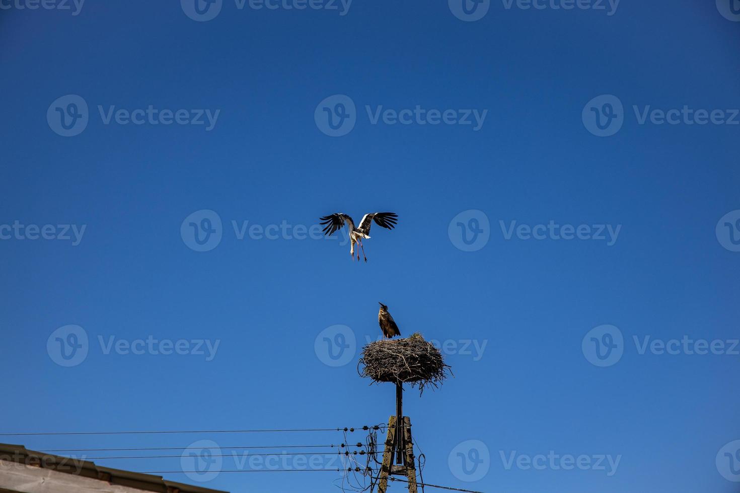 free birds storks on a background of the blue sky in flight fighting for gniazo in the spring photo