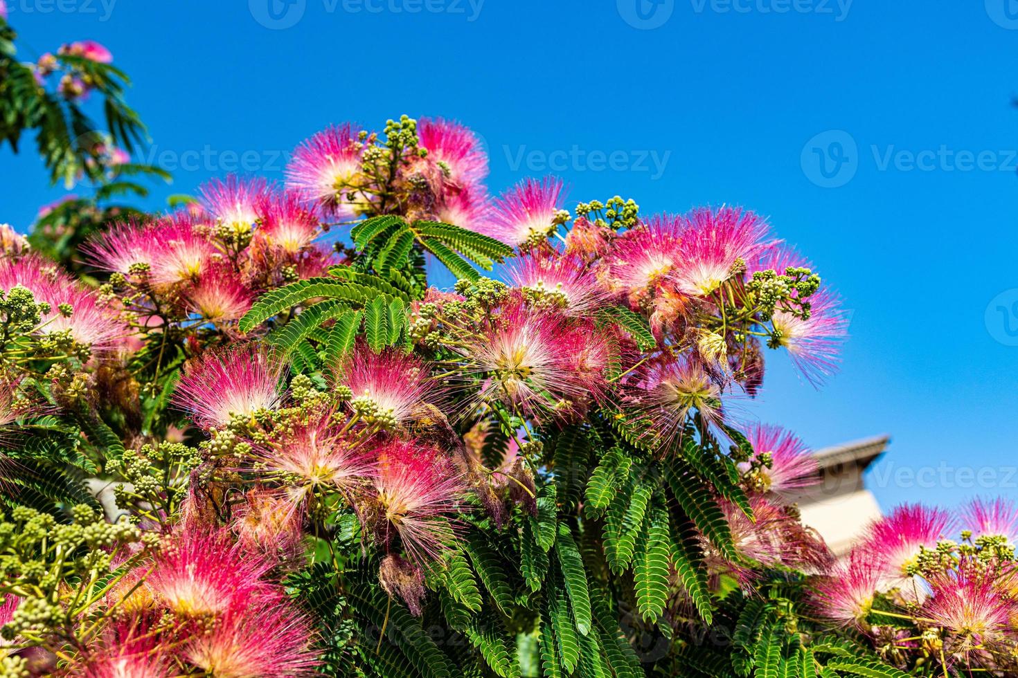 delicate Albizia Julibrissin tree on a warm sunny summer day in close-up photo
