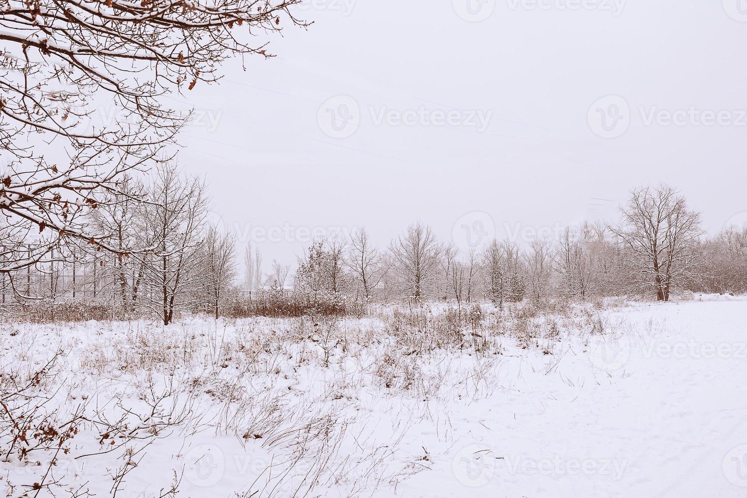 winter natural landscape with snow-covered trees in the forest and a narrow path photo