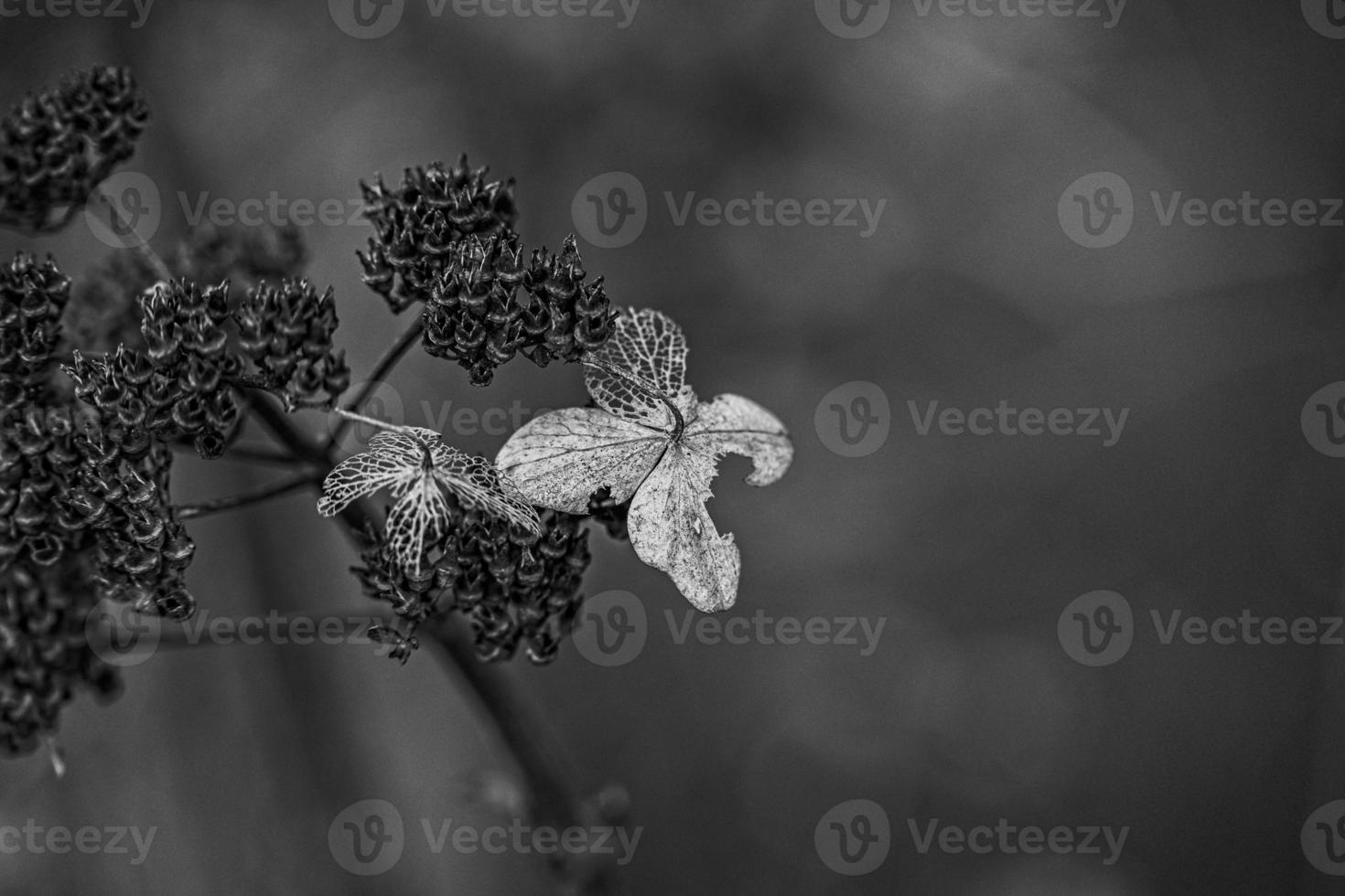 brown withered ornamental flowers in the garden on a cool autumn day photo