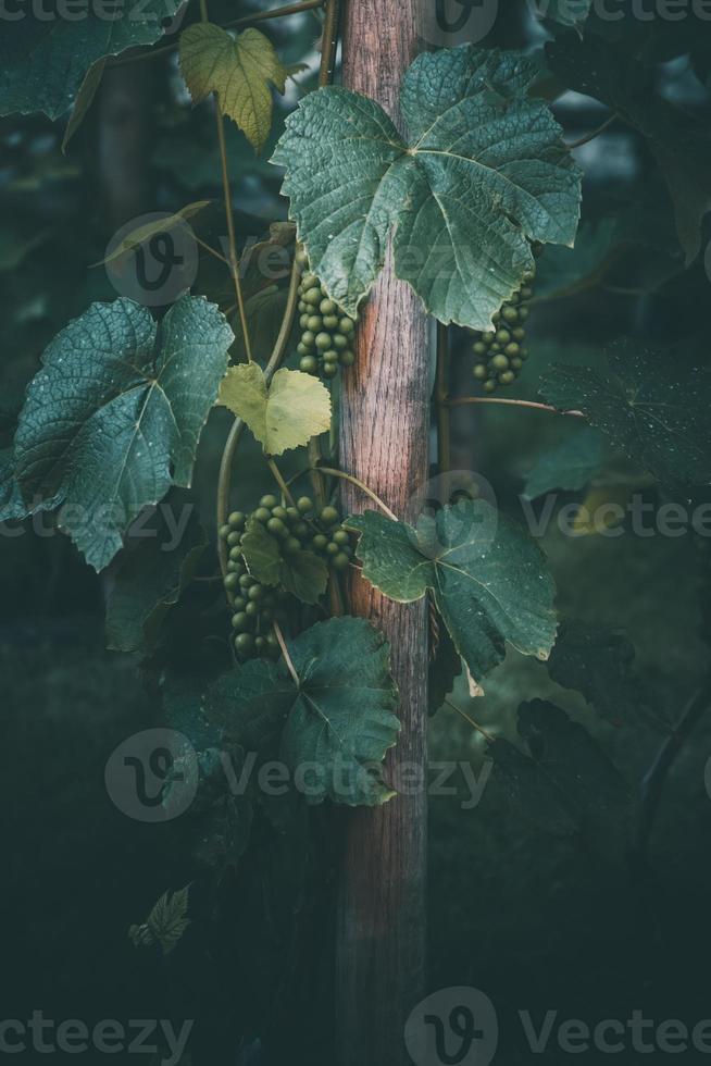 uva en el vino en un verano día de cerca foto