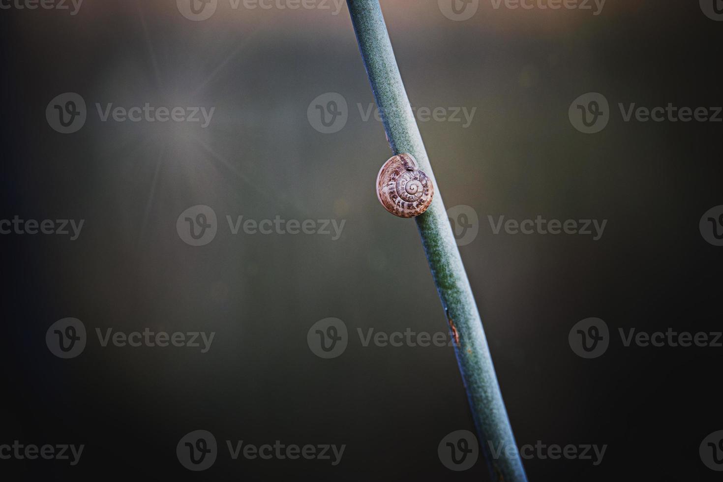 snail on a plant stem over a green background in close-up in a meadow photo