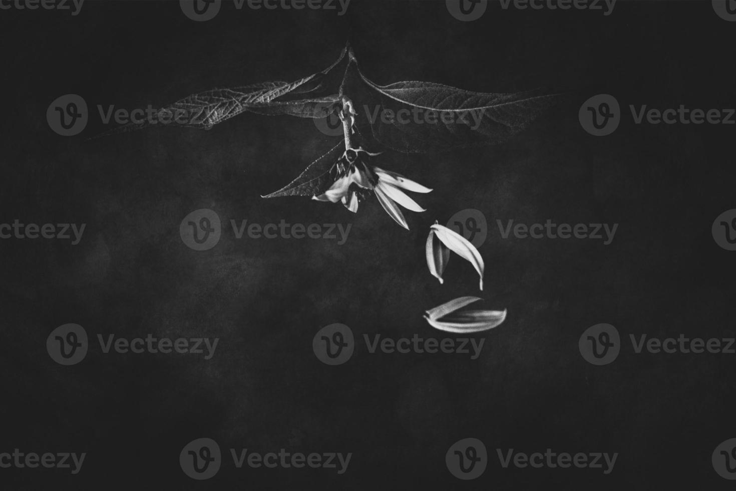mysterious autumn flower on a black background in a delicate spot light photo