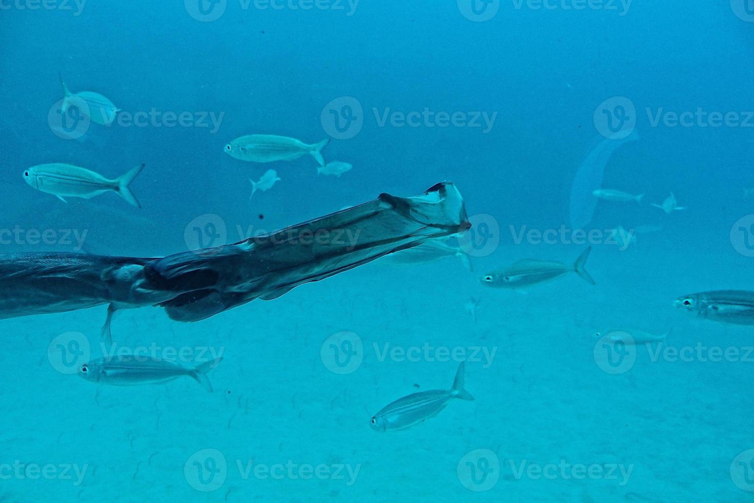 quiet calm undersea world with fish living in the Atlantic Ocean photo